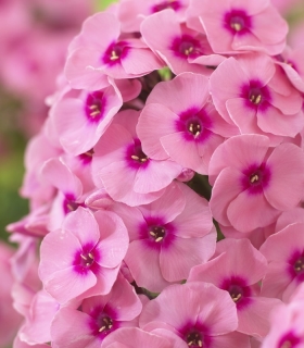 Phlox Jeff's Pink